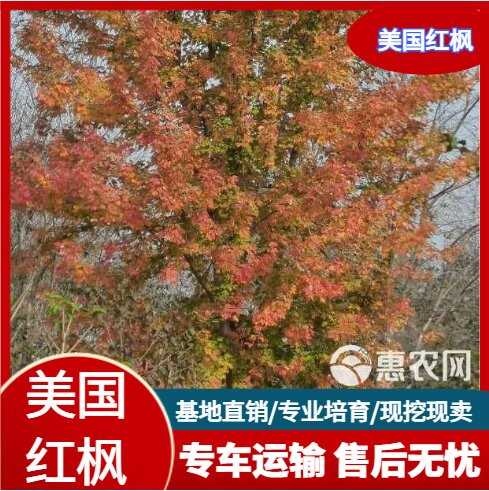 郯城县15公分美国红枫热销中