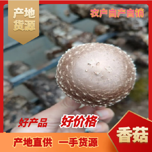宁强县光面菇肉厚3.5左右 新鲜现采 优质香菇