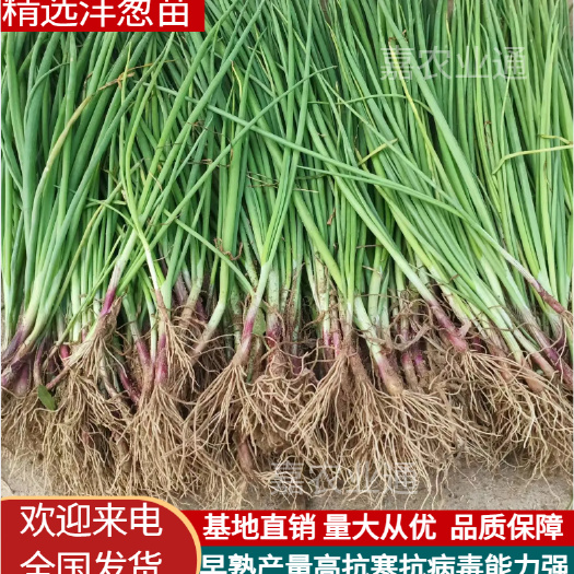 精选洋葱苗，二红半高桩，紫皮洋葱苗