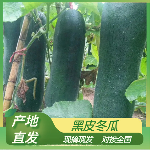 博白县黑皮冬瓜 广西壮族自治区玉林市8-18斤 吊冬瓜