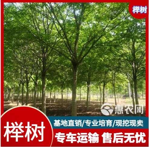 郯城县长期销售10-25公分榉树