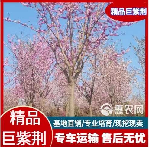 精品巨紫荆绿化苗木山东基地直发