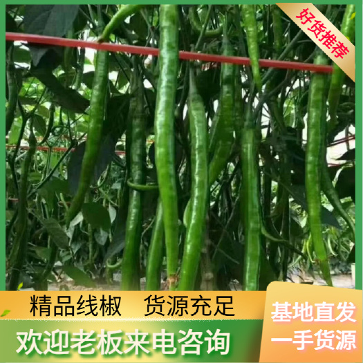 博白县广西博白 线椒 批发代发 农残检测 产地直达 新鲜蔬菜