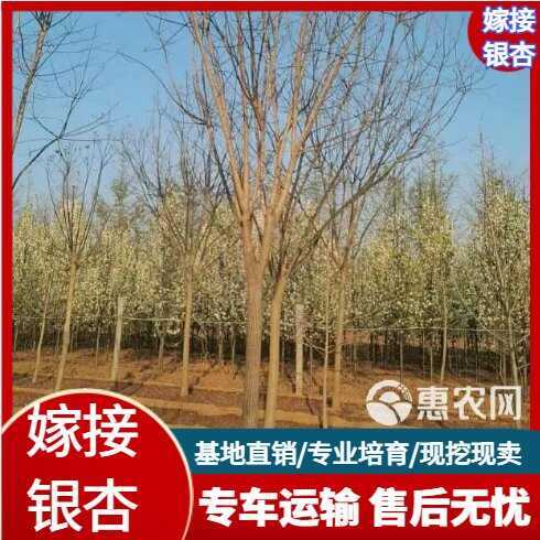 郯城县嫁接银杏树小区道路绿化专用苗