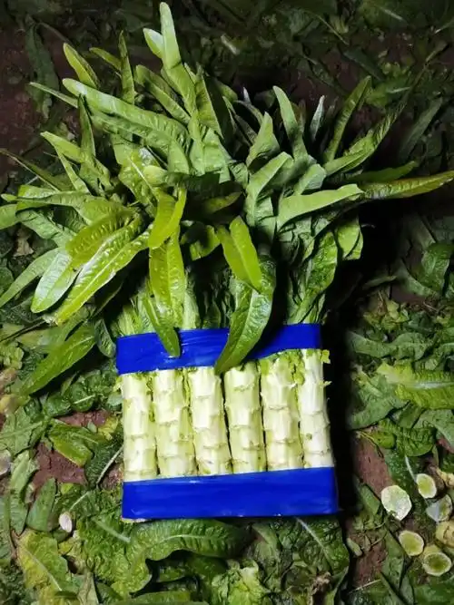 新鲜莴笋 直供开封通许 绿色健康蔬菜