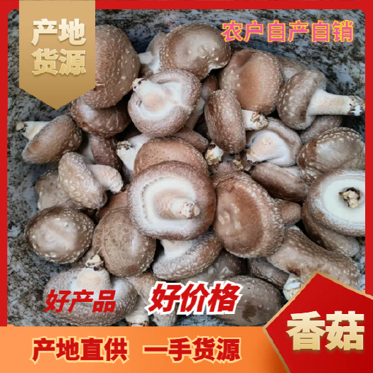 宁强县精品鲜香菇肉厚3.5左右 新鲜采摘 当天发货