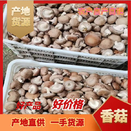 宁强县香菇肉厚3.5左右 新鲜光面菇 现摘现发