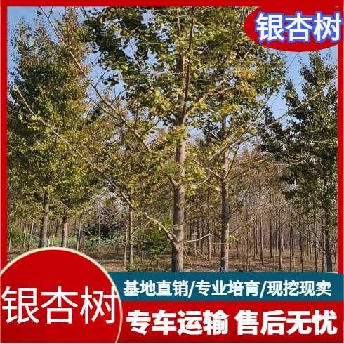 郯城县银杏树苗基地低价热销中