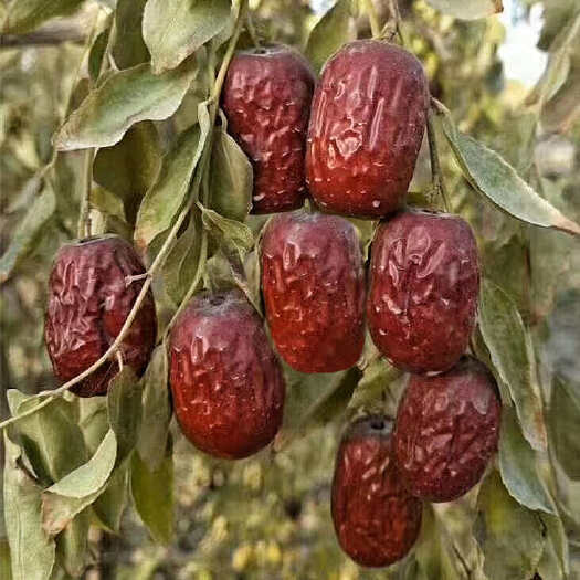 灰枣新疆无加工原味手工挑选大颗粒带灰吊干枣人工光滑红枣包邮批
