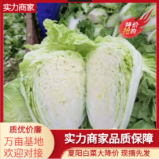 通许县河南通许产地白菜整车代发支持按需定制