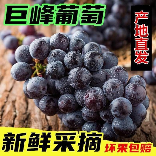 莱西市莱市新鲜巨峰葡萄 精选优质果实 直发全国