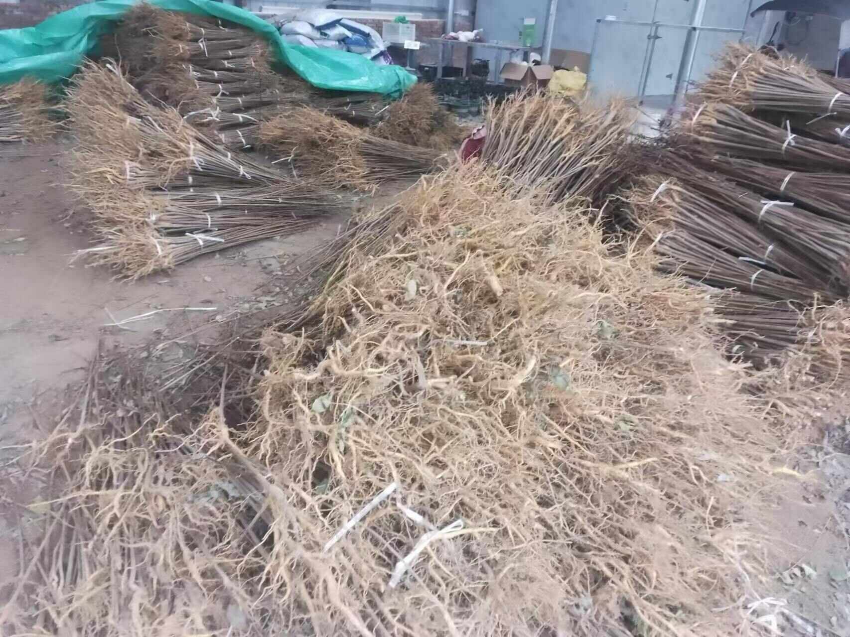 厚皮黄柏树苗 四川种植基地直发 货量充足