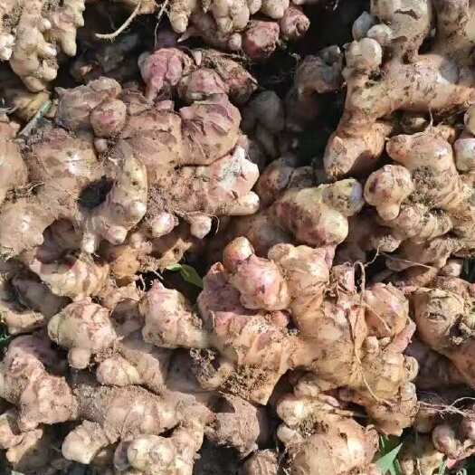 凌云县肉姜