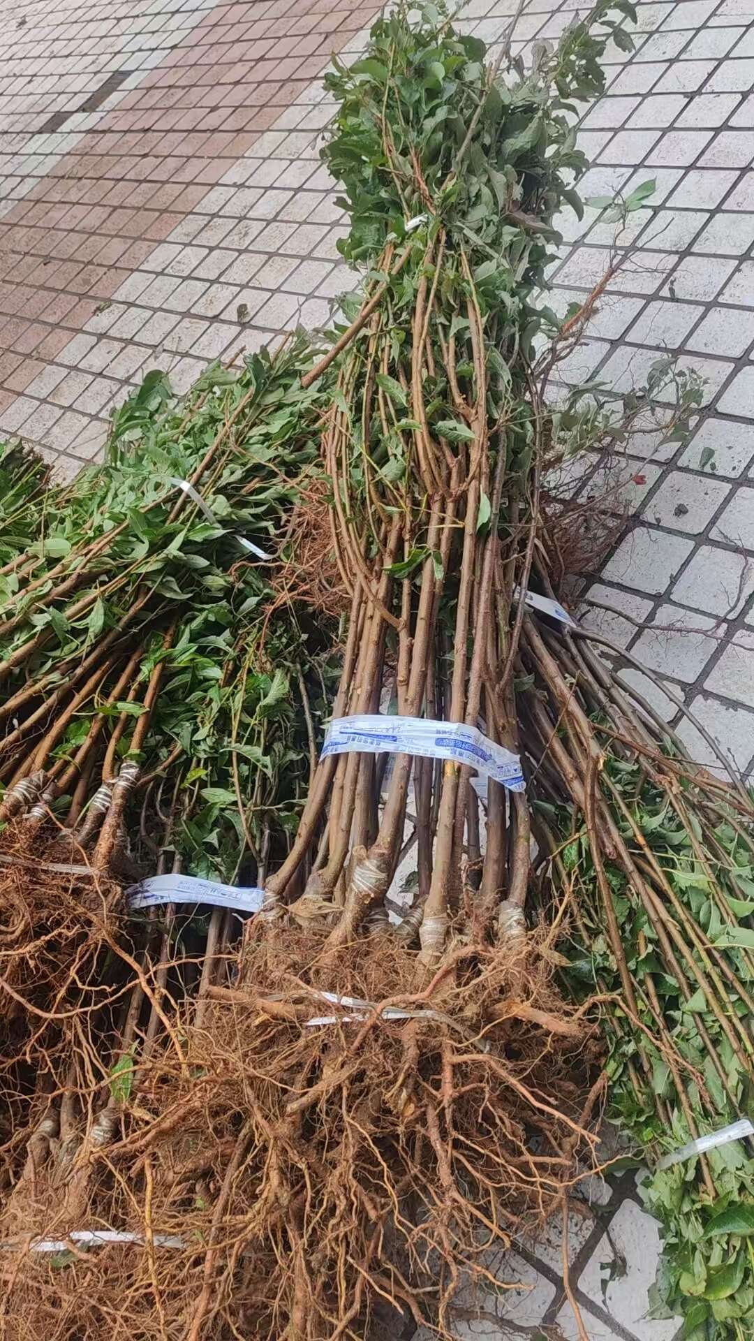 蜂糖李树苗 品种好 基地直发