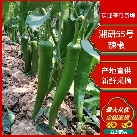 博白县湘研55号，条形直，个头均匀，颜色青，口感好