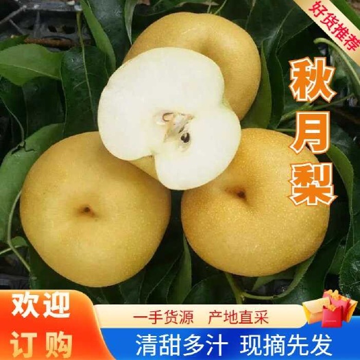 青岛新鲜采摘秋月梨，全国发货价格实惠