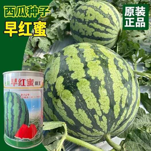 河间市早红蜜甜王西瓜种子 果肉大红 肉质紧脆 皮硬耐裂