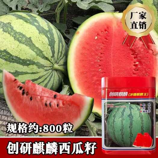 河间市创研麒麟西瓜种子 冰糖麒麟王西瓜种子 质脆味甜