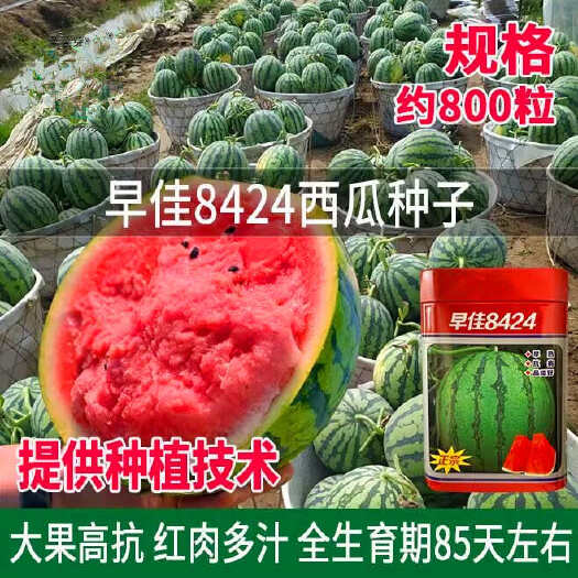 河间市早佳8424西瓜种子 麒麟西瓜种子 早熟抗病 质脆味甜