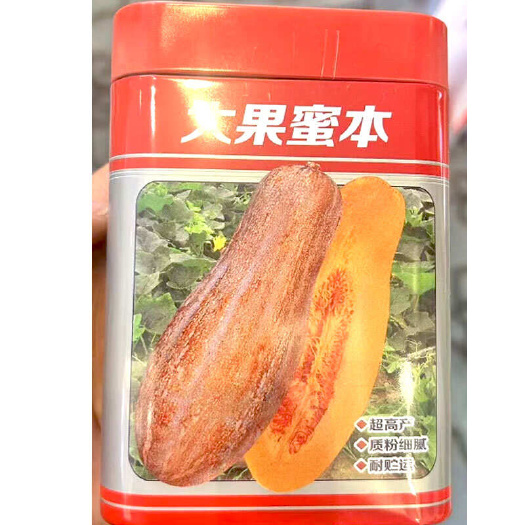 建瓯市大果蜜本南瓜种子 质粉细腻 糖分高 腊粉重