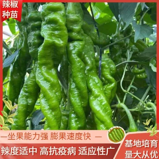 精品大果螺丝椒 早熟 螺旋度好 抗病毒精品果率高