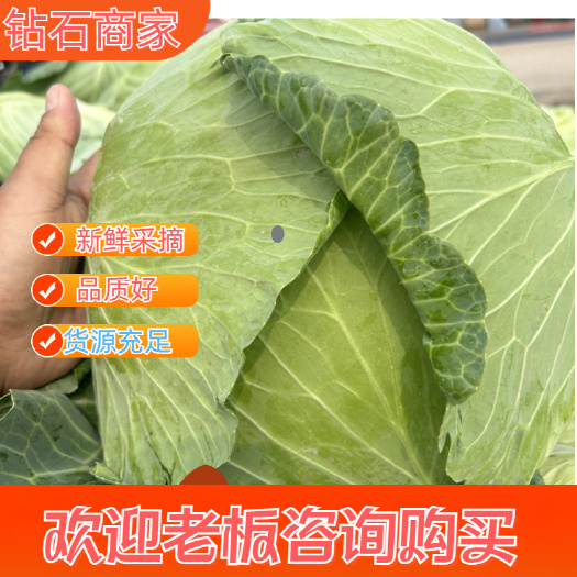 通许县京丰一号包菜基地批发