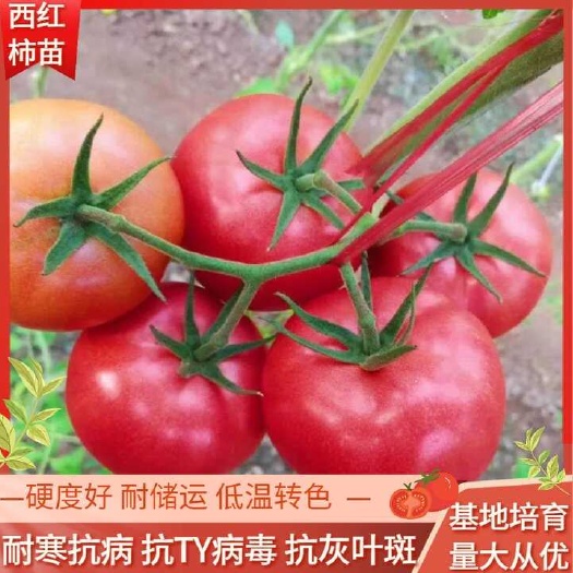 硬粉番茄苗(精品)  早春大果行硬粉果西红柿