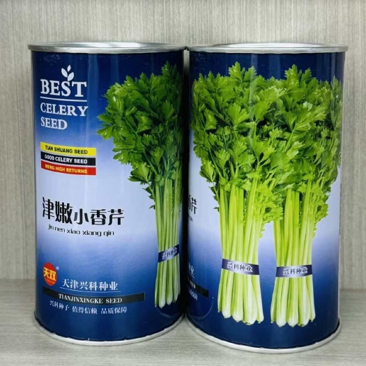 津嫩小香芹种子 早熟 黄绿色 嫩脆味浓 四季种植