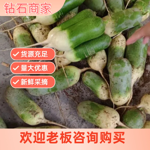 通许县河南开封青萝卜新鲜现挖批发直供