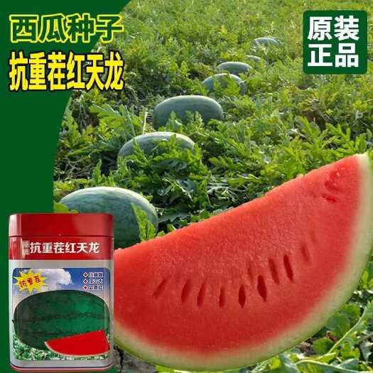 抗重茬红天龙西瓜种子 懒汉瓜王西瓜种子 果肉大红