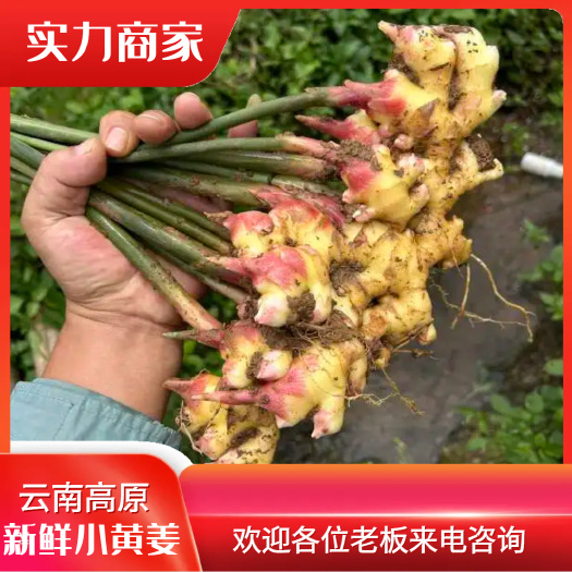 文山市小黄姜，云南文山产地一手货源，山地种植板型正