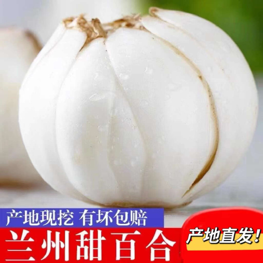 兰州兰州鲜百合甜百合小小皇，产地直发价格实惠