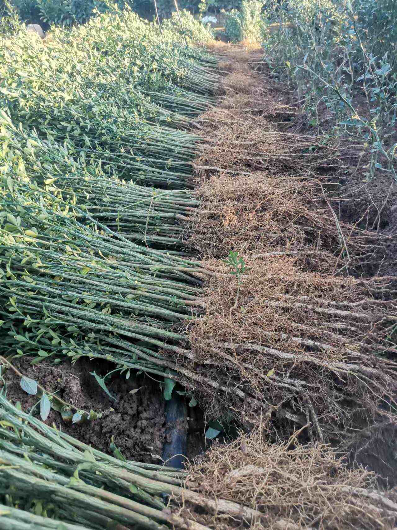阳朔县枳壳苗根系发达，产地直供，提供技术指导