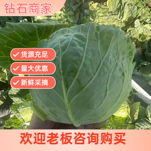 通许县新鲜包菜基地直发，健康绿色食材，（甘蓝）