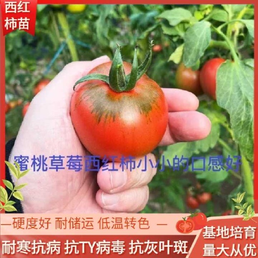 寿光市早春越夏秋延西红柿苗硬粉西红柿苗高抗病硬度高穴盘苗荷兰