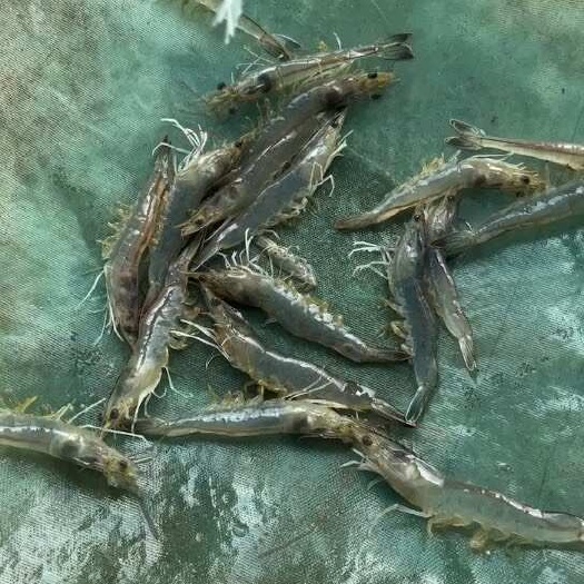 东台市南美白对虾