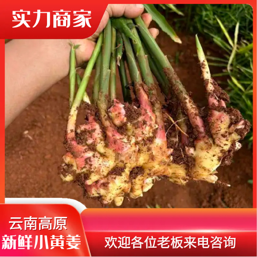 文山市小黄姜，云南高原小黄姜上市，洗姜泡姜产地一手货源，山地种植