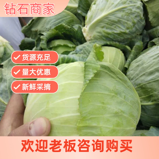 通许县新鲜河南绿包菜（墨玉50）通许县直发批发零售