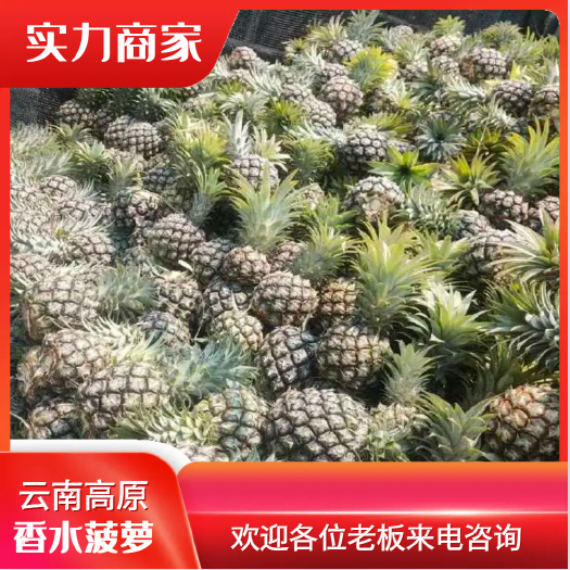 蒙自市云南香水菠萝产地一手货源
