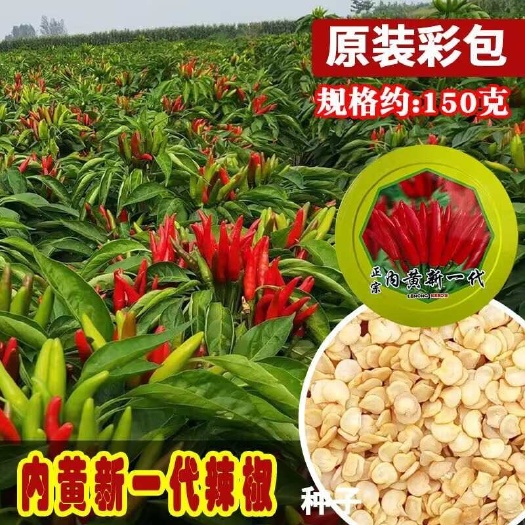 河间市内黄新一代朝天椒种子 一代朝天椒原种 高辣簇生型
