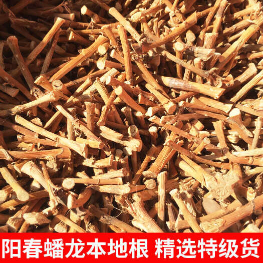 阳春市【阳春晒场直批】阳春春砂仁根沙仁根蟠龙干货