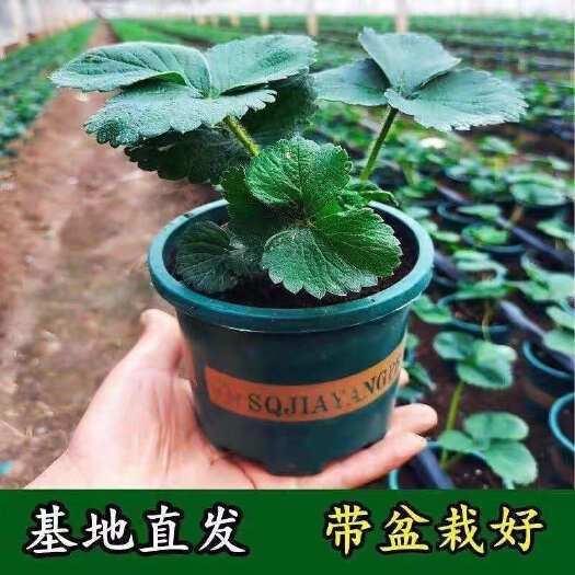 沭阳县草莓苗带盆带土带花带果四季阳台室内外南北方盆栽果树苗当年结果