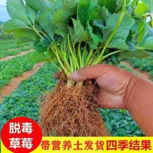 沭阳县四季草莓苗脱毒盆栽地栽阳台果树苗南北方种植当年结果奶油草莓秧