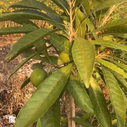 灵山县鸡蛋果苗带土带叶带果