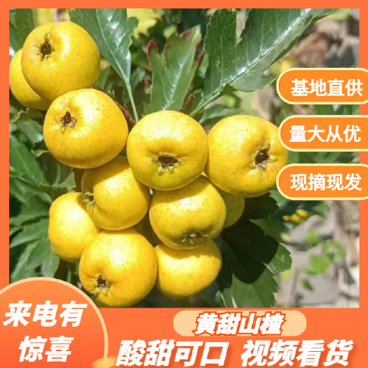 黄甜山楂 新鲜采摘 酸甜口可 原产地直销山东新泰甜红子