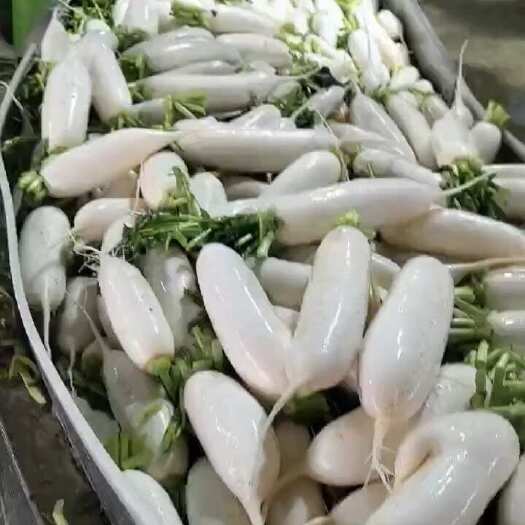 沙洋县湖北沙洋优质白萝卜新鲜现摘当天发货