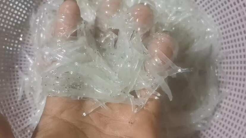 合浦县小银鱼