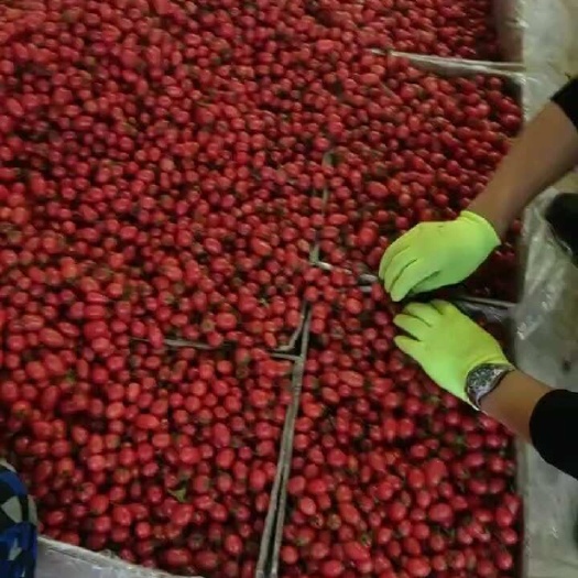 莘县千禧小番茄 产地直发