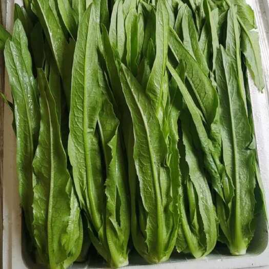 邯郸河北邯郸永年区新鲜油麦菜批发直供
