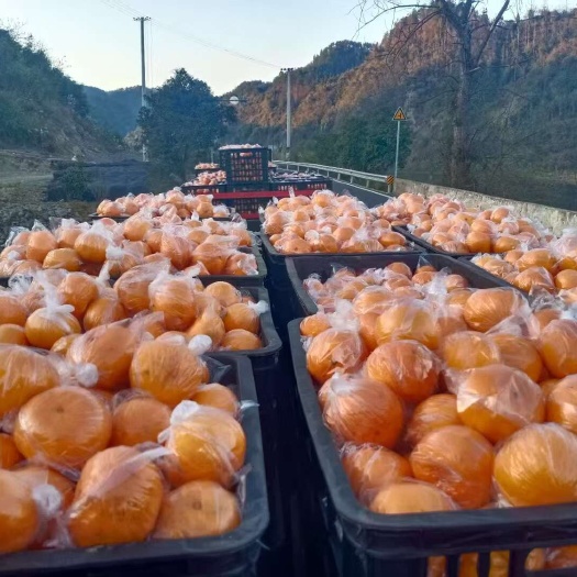 保靖县椪柑  碰柑，湘西富硒优质碰柑